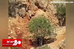 تصاویر جالب از گردش خانواده خرس قهوه‌ای در منطقه حفاظت شده + فیلم