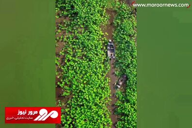 زیبایی مثال زدنی تالاب انزلی! + فیلم