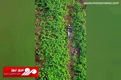 زیبایی مثال زدنی تالاب انزلی! + فیلم