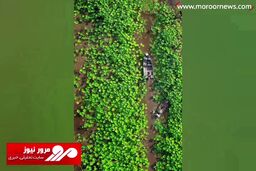 زیبایی مثال زدنی تالاب انزلی! + فیلم
