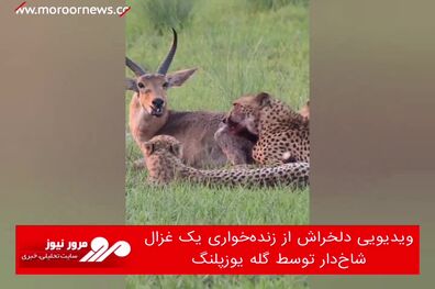 ویدیویی دلخراش از زنده‌خواری یک غزال شاخ‌دار توسط گله یوزپلنگ