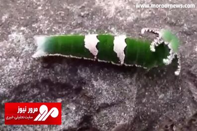 حشره‌ای با سری شبیه به اژدها! + فیلم