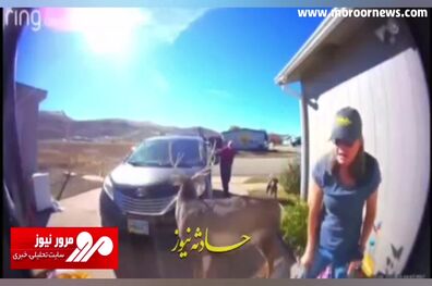 حمله باورنکردنی یک گوزن به اهالی یک خانواده + فیلم