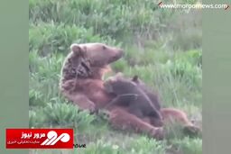 وقتی خرس مادر، توله‌هایش را در آغوش می‌گیرد! + فیلم
