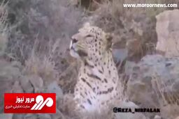 لحظاتی خاص از چشم‌درچشم‌ شدن با پلنگ ایرانی در پارک ملی گلستان + فیلم