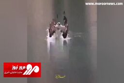 ویدیویی دیدنی و اسلوموشن از شکار فوق العاده ماهی توسط عقاب + فیلم