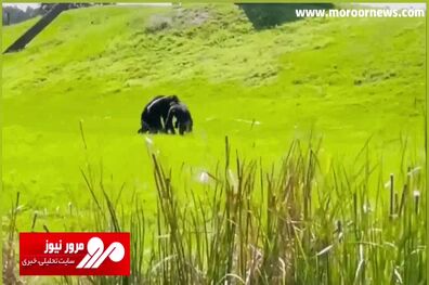 هیجان‌زدگی شامپانزه رها شده از اسارت با دیدن دوستانش + فیلم