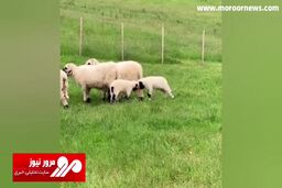 تمرین بامزه دو بره کوچک برای دعوا و مبارزه! + فیلم