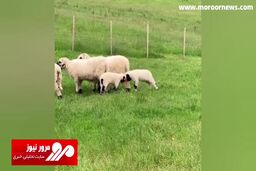 تمرین بامزه دو بره کوچک برای دعوا و مبارزه! + فیلم