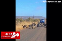 حمله ویران‌گر گله میمون‌ها به یک پلنگ در دفاع از هم‌نوع‌شان! + فیلم