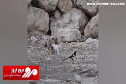 رفاقت بامزه و جالب یک گربه با روباه + فیلم