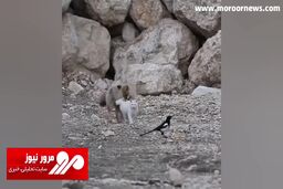 رفاقت بامزه و جالب یک گربه با روباه + فیلم