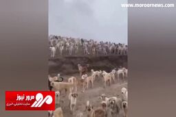 تصاویر عجیب از اجتماع بزرگ سگ‌ها در ایران! + فیلم