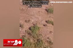 لحظه وحشتناک حمله یک پلنگ به گردشگران در مازندران + فیلم
