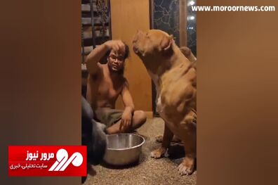 رونمایی از بزرگ‌ترین سگ پیت بول جهان به وزن ۱۰۴ کیلوگرم + فیلم
