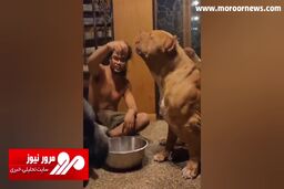 رونمایی از بزرگ‌ترین سگ پیت بول جهان به وزن ۱۰۴ کیلوگرم + فیلم