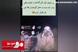 جذب ۳۰ هزار فالوور توسط یک گوسفند در لایو چوپان! + فیلم