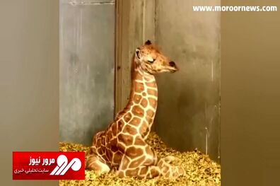دردسرهای گردن دراز برای یک بچه زرافه در حین خواب میان‌روز! + فیلم