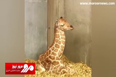 دردسرهای گردن دراز برای یک بچه زرافه در حین خواب میان‌روز! + فیلم