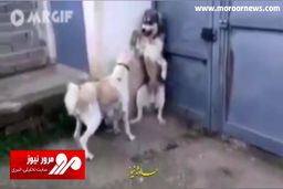 دفاع جانانه یک سگ از فرزندانش مقابل یک سگ غول پیکر + فیلم