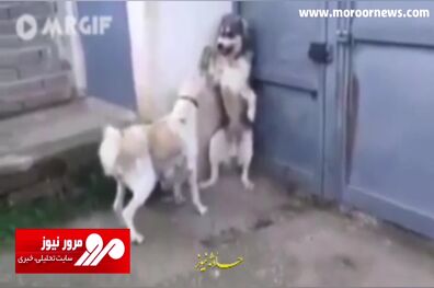 دفاع جانانه یک سگ از فرزندانش مقابل یک سگ غول پیکر + فیلم