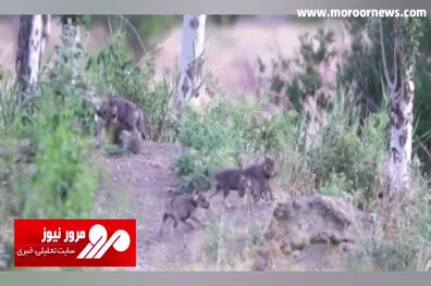 بازیگوشی توله‌های گرگ‌ در منطقه حفاظت شده شیدا + فیلم