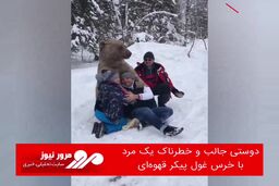 دوستی جالب و خطرناک یک مرد با خرس غول پیکر قهوه‌ای