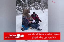 دوستی جالب و خطرناک یک مرد با خرس غول پیکر قهوه‌ای