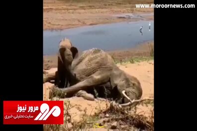 تلاش جانسوز یک بچه فیل ۹ ماهه برای بیدار کردن مادرش بعد از مرگ! + فیلم