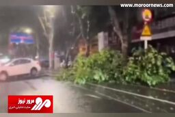 لحظه تصادف یک خودرو با درخت در طوفان + فیلم