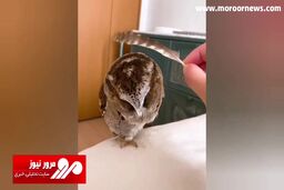 تعجب بامزه یک جغد تپل پس از تلاش صاحبش برای جداسازی یک پر! + فیلم