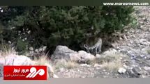 مشاهده پلنگ ایرانی در پارک ملی صیدوای سمنان + فیلم