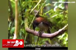 رفتار جالب یک پرنده نر برای بدست آوردن دل پرنده ماده + فیلم