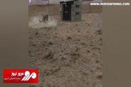 بازی کردن یوزپلنگ ایرانی با یک خرگوش + فیلم