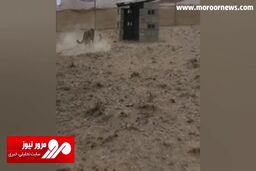 بازی کردن یوزپلنگ ایرانی با یک خرگوش + فیلم