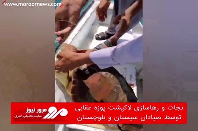 نجات و رهاسازی لاکپشت پوزه عقابی توسط صیادان سیستان و بلوچستان