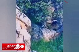 ثبت اولین تصویر از پلنگ ایرانی در حال شکار بز کوهی در لرستان + فیلم
