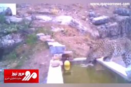 آب‌تنی خانوادگی پلنگ ایرانی برای فرار از گرمای تابستان + فیلم