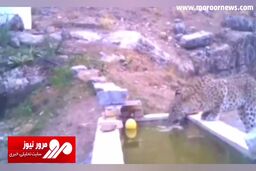 آب‌تنی خانوادگی پلنگ ایرانی برای فرار از گرمای تابستان + فیلم
