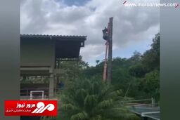 حادثه وحشتناک هنگام قطع درخت با اره برقی! + فیلم