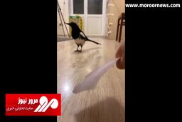 آموزش عجیب کلاغ برای جمع‌آوری پول و سکه! + فیلم