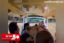 واکنش دور از انتظار یک شیر پس از یورش به ماشین توریست‌ها + فیلم
