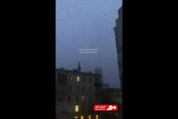 وحشت مردم اوکراین از حمله دسته جمعی کلاغ‌ها