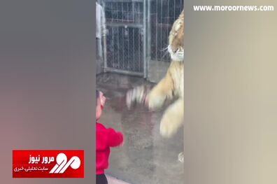 لحظه عجیب دوئل یک پسر بچه با ببر غول‌پیکر! + فیلم