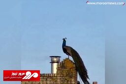 صدای عجیب طاووس که تا حالا کسی نشنیده! + فیلم