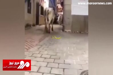 حمله وحشیانه گاو خشمگین به مردم در هند + فیلم