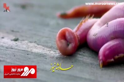 تصاویری باورنکردنی از حالت صورت و فرم شکل‌گیری بدن یک کرم خاکی + فیلم
