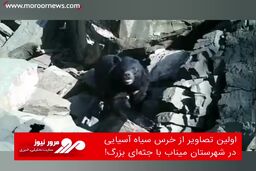اولین تصاویر از خرس سیاه آسیایی در شهرستان میناب با جثه‌ای بزرگ!
