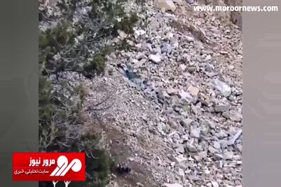 لحظه شکار بز کوهی توسط پلنگ ایرانی در ارتفاعات سمنان + فیلم