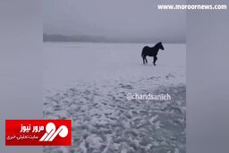 گرفتار شدن اسب‌ها در میان دریاچه‌ای از یخ در روسیه! + فیلم